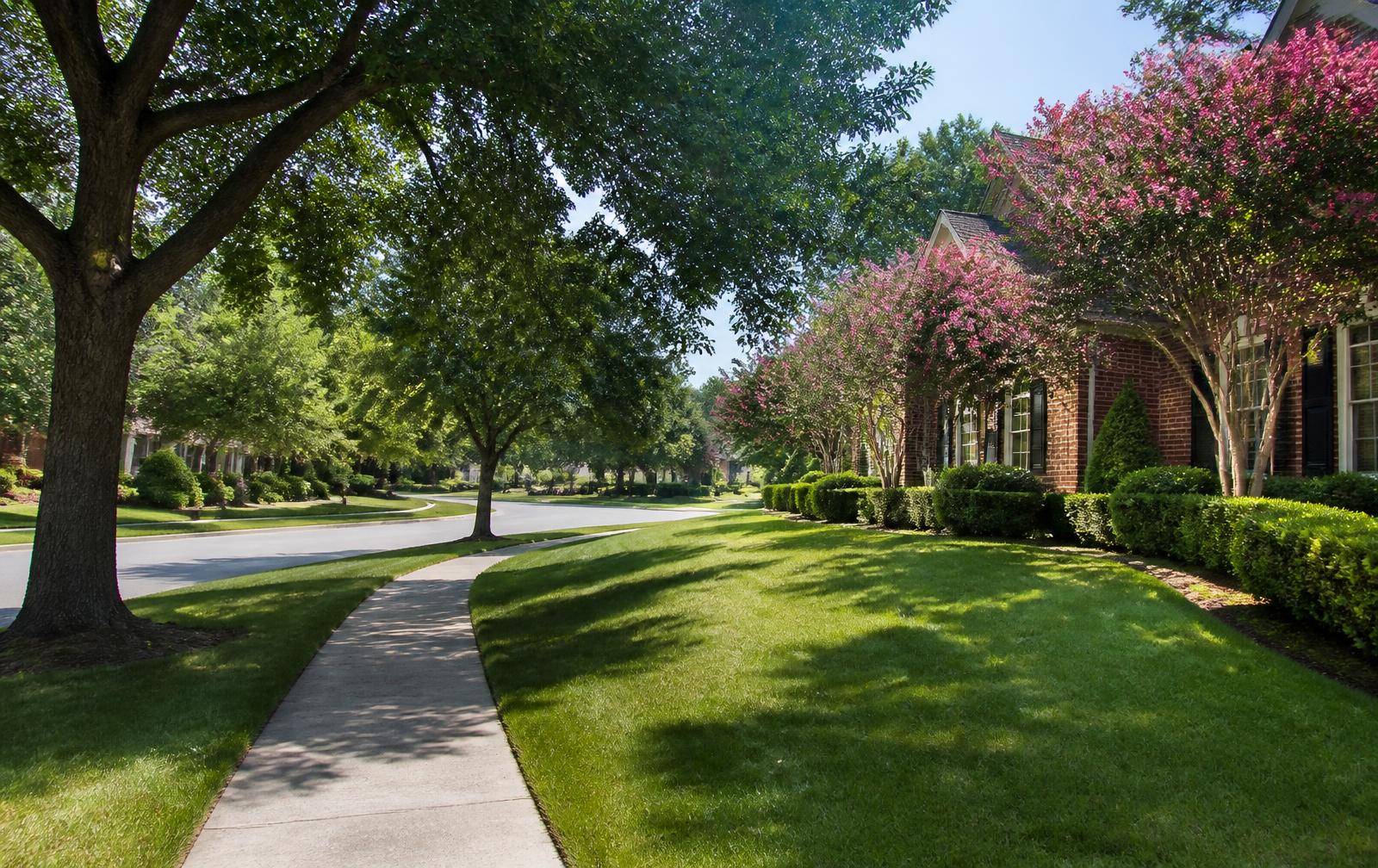 Quiet tree-lined residential street with sidewalks and mature crape myrtles on a spring morning