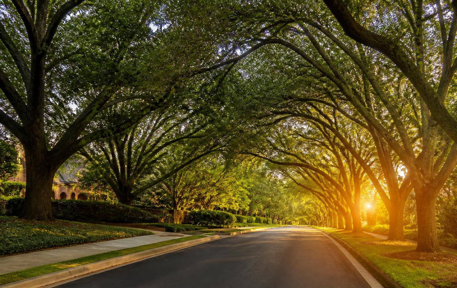Tree-lined residential street at sunset in south Charlotte